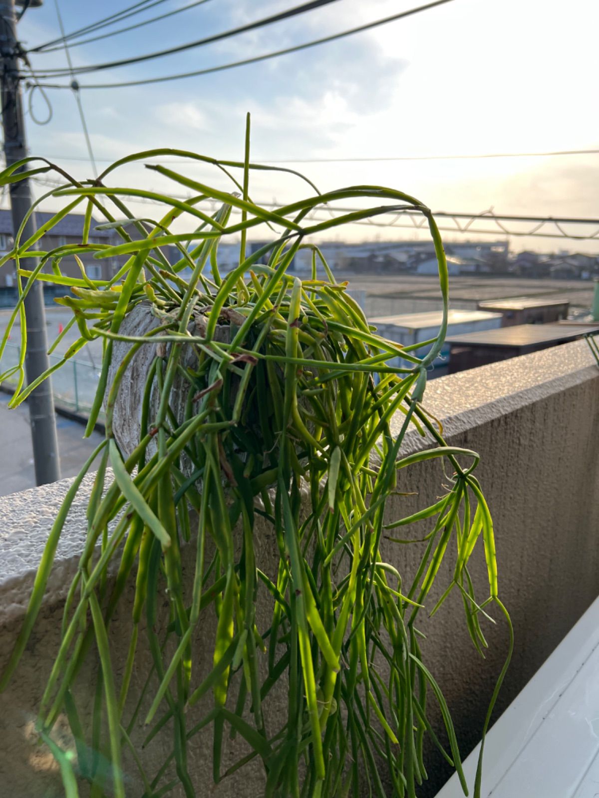 リプサリス ミクランサ カット苗5本 - メルカリ