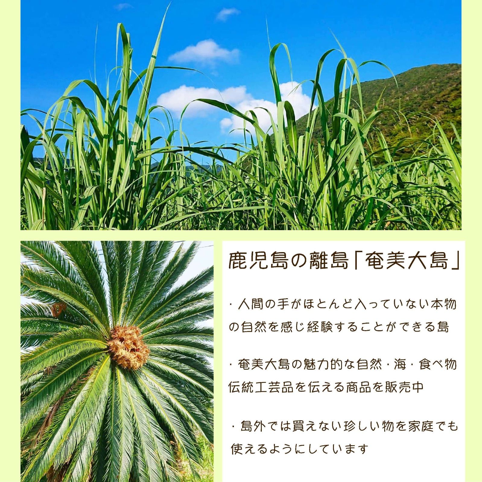 #13【南国の自然資材「乾燥バガス」1kg】サトウキビ農家でも一部の人しか手に入らない自然素材　家庭菜園・園芸・畑・農業用の土壌改良やマルチング&堆肥に　　　草花 ガーデニング雑貨 野菜作り 観葉植物栽培 フルーツ作り ハーブ 園芸雑貨