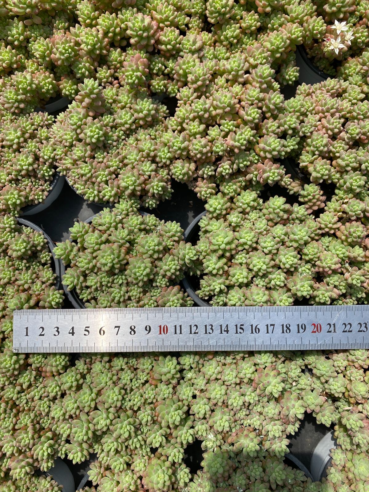 B546　花団錦　土鉢付き　15鉢　多肉植物 エケベリア 韓国苗 サボテン B546 花団錦 土鉢付き 15鉢 多肉植物 エケベリア 韓国苗 サボテン