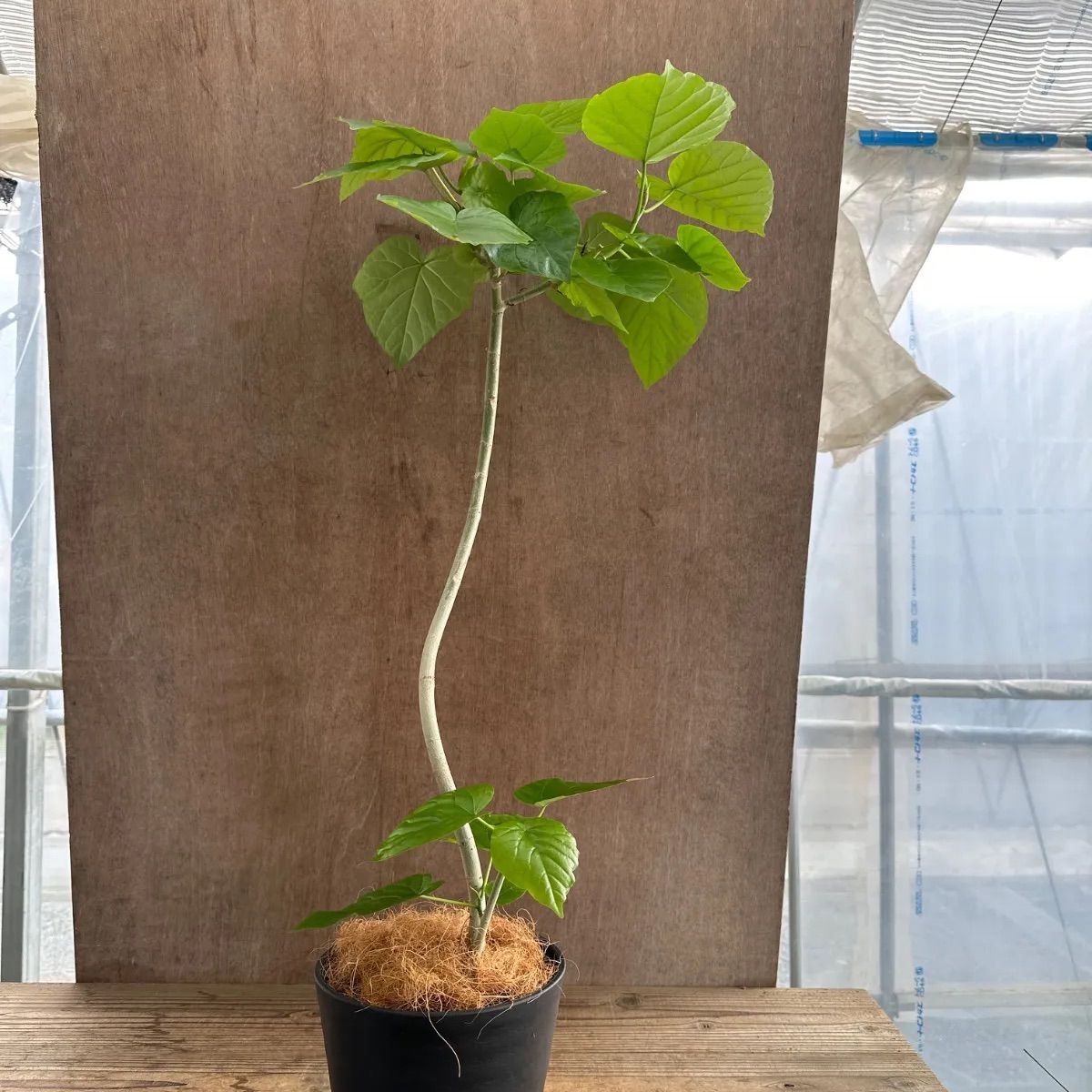 フィカス ウンベラータ 曲がり ① Ficus umbellata 現品 ゴムの フィカス ウンベラータ 曲がり ① Ficus umbellata 現品 ゴムの