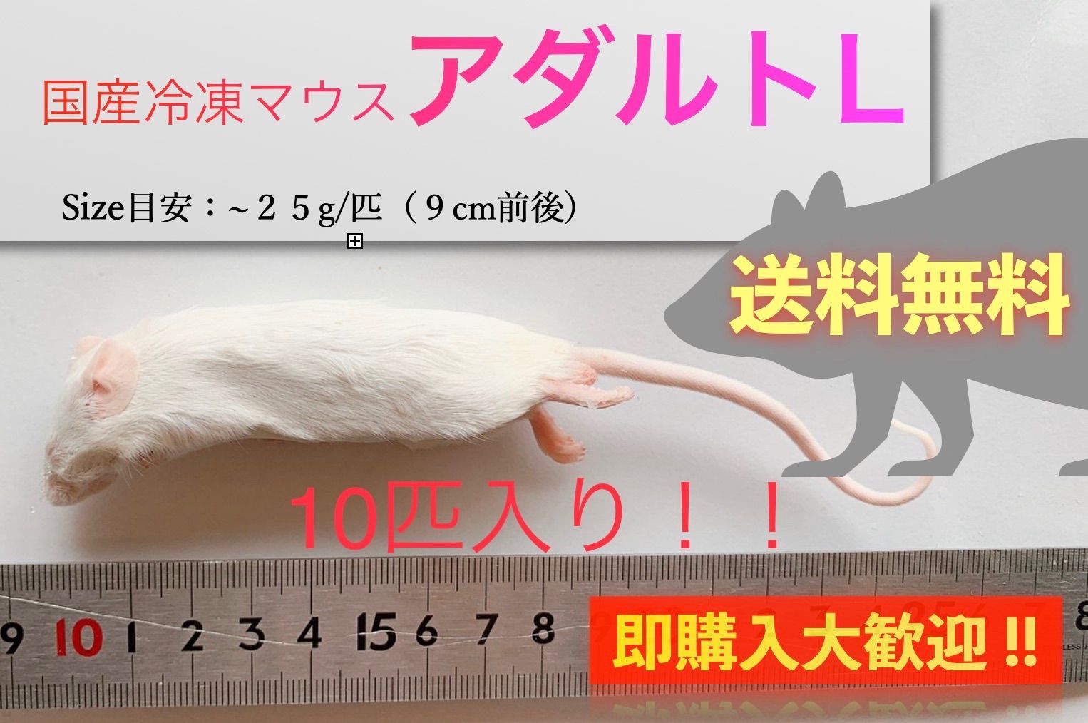 送料無料】国産冷凍マウスアダルトL 10匹入@即購入OK！北海道・沖縄の