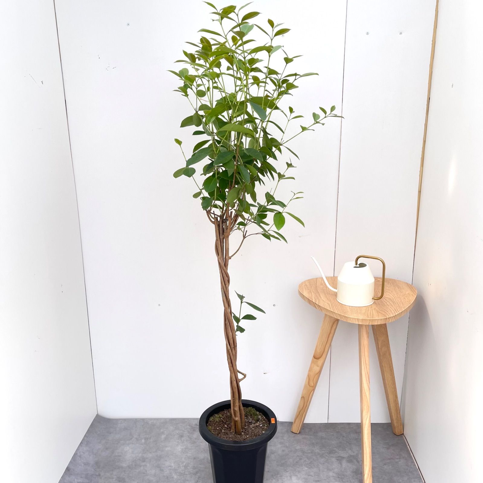 ガジュマル 編み込み【現品】観葉植物 室内 大型 - メルカリ