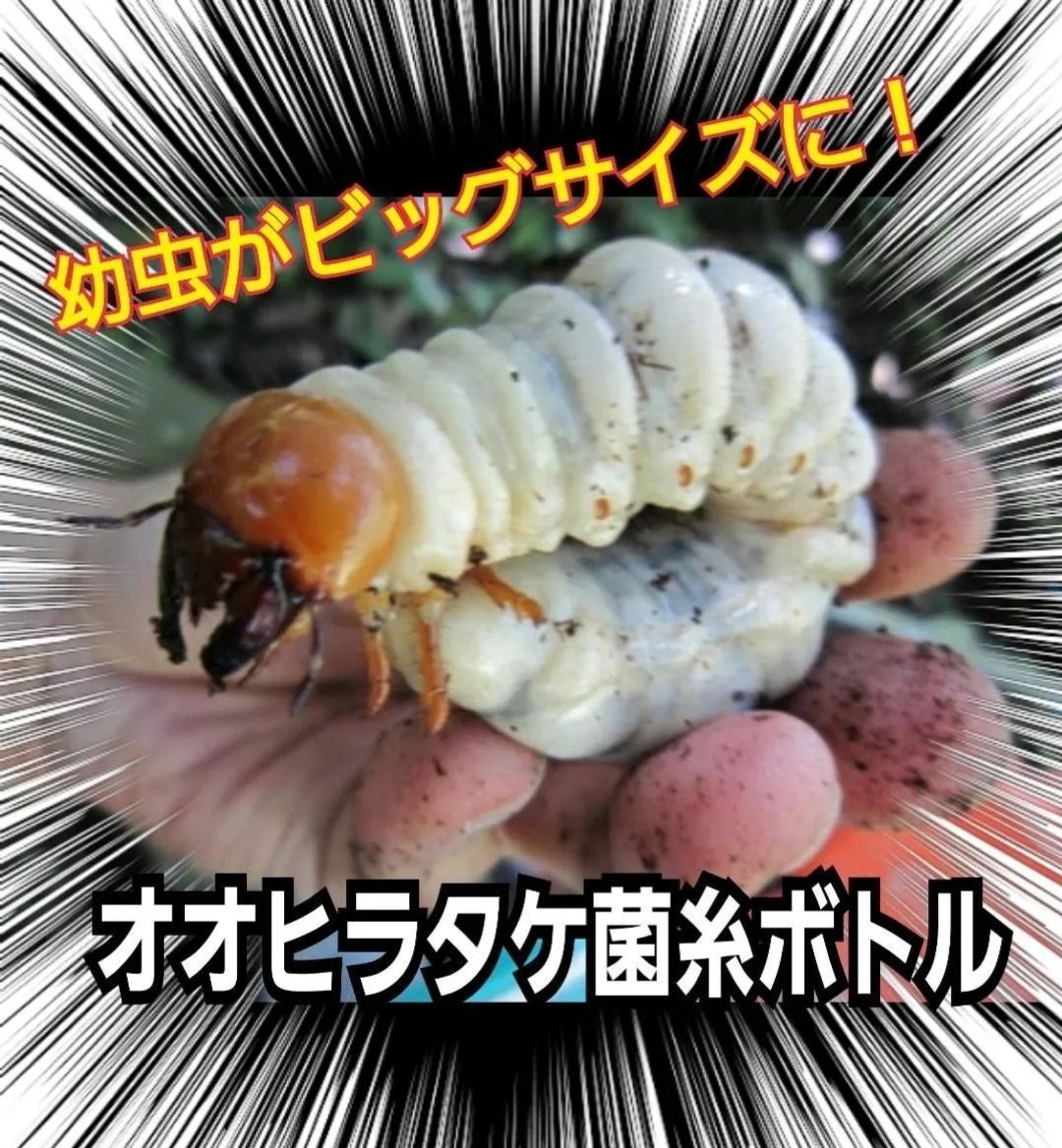 クワガタ幼虫が大きくなる 特選オオヒラタケ菌糸瓶
