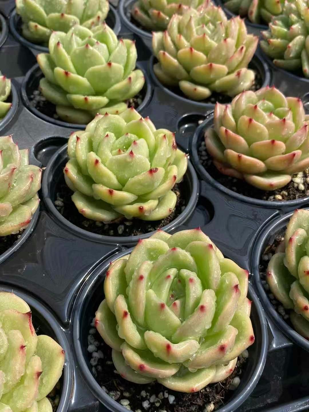 抜き苗 キンカン MY191×18株 ふっくら 多肉植物 エケベリア サボテン