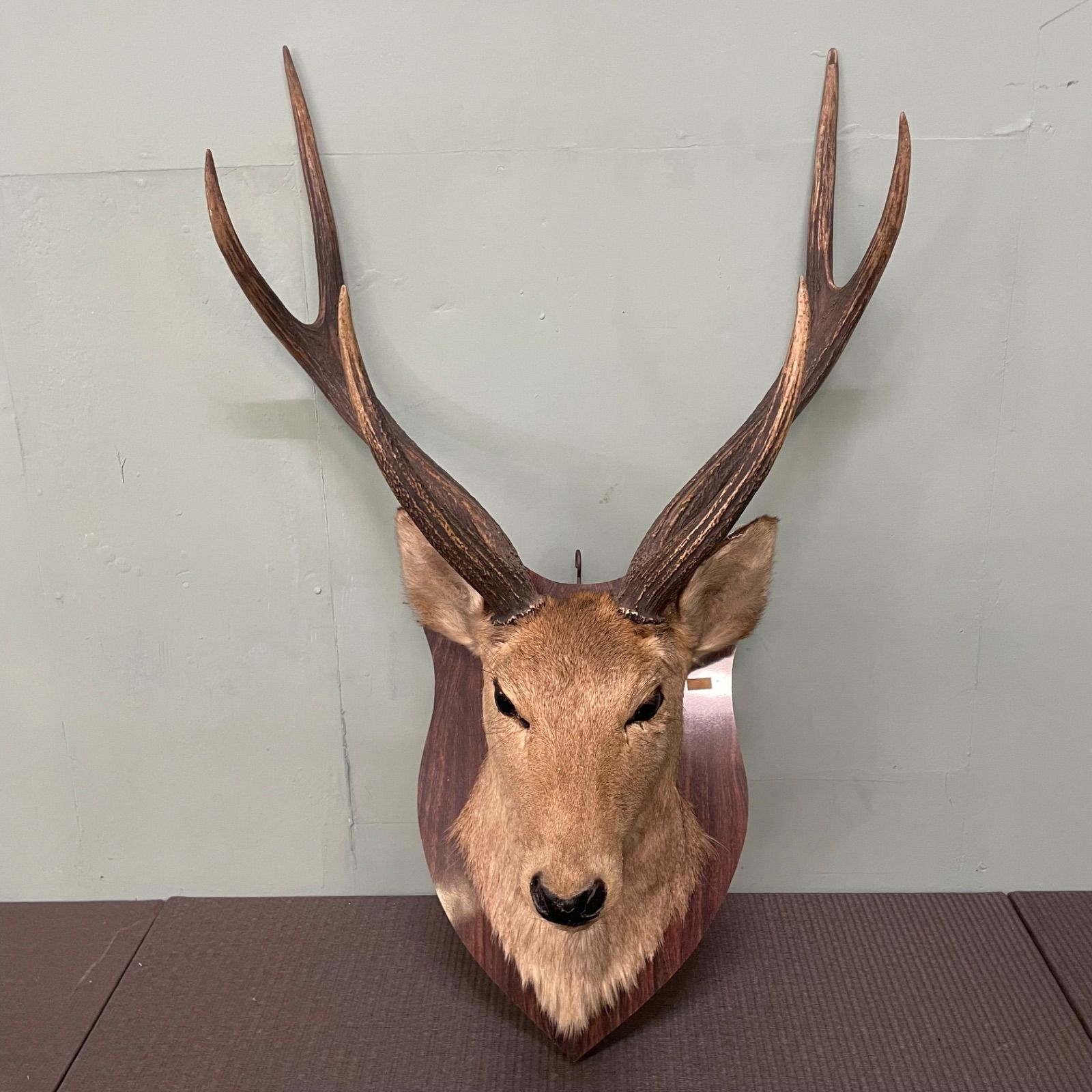 ♭ 鹿の剥製 鹿角 シカ 剥製 壁飾り 高さ80cm ハンティング