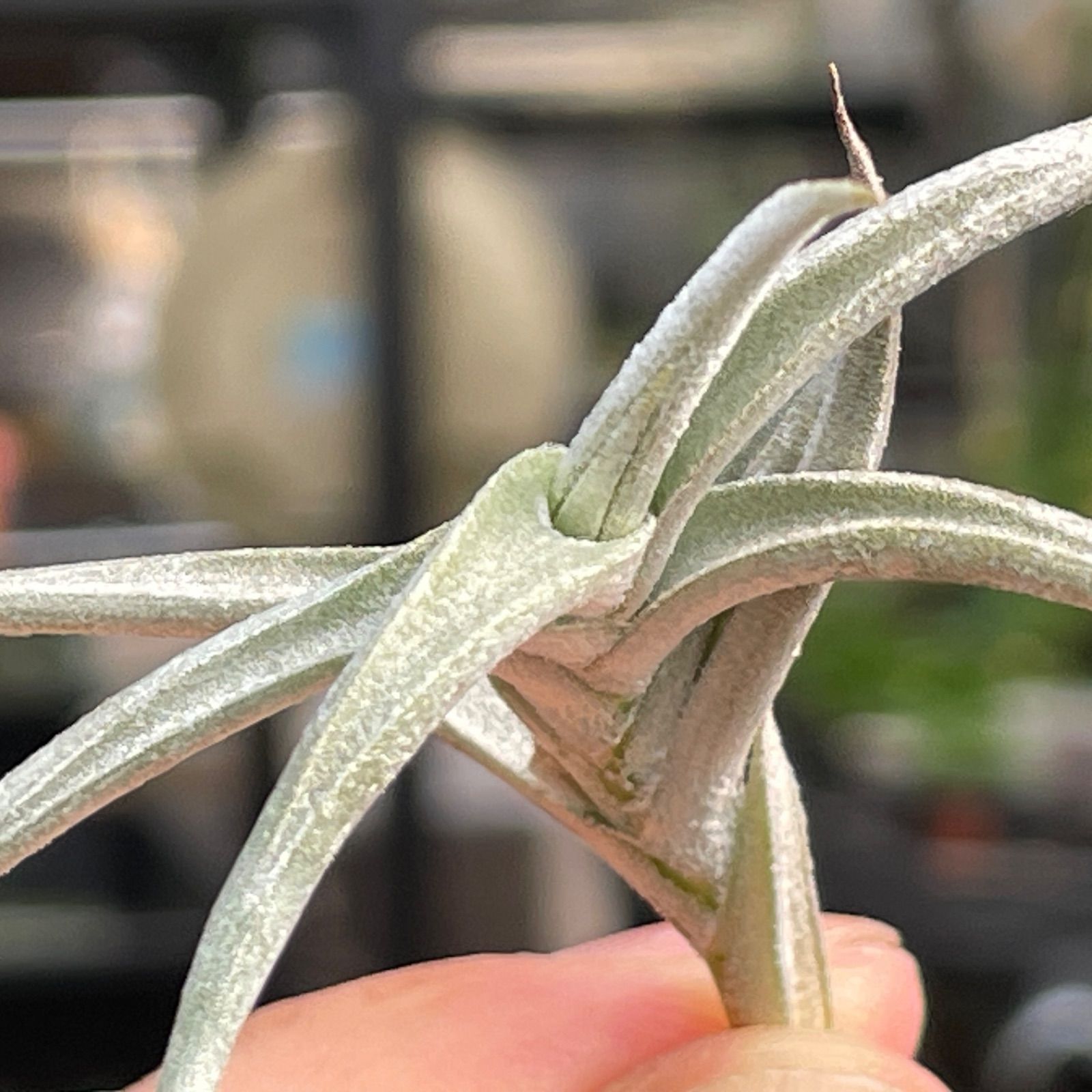 HR＊チランジア ヒルタ v. ヒルタ Tillandsia hirta var. hirta