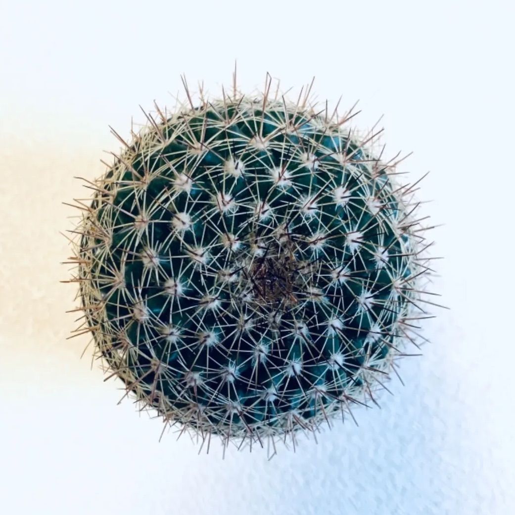 可愛いクリスマスツリーやギフトが 新品 未使用 ハイドロカルチャー サボテン 桃花丸 マミラリア 小石原焼 飛びかんな 陶器 植物 観葉植物 Art100limites Com Br Art100limites Com Br