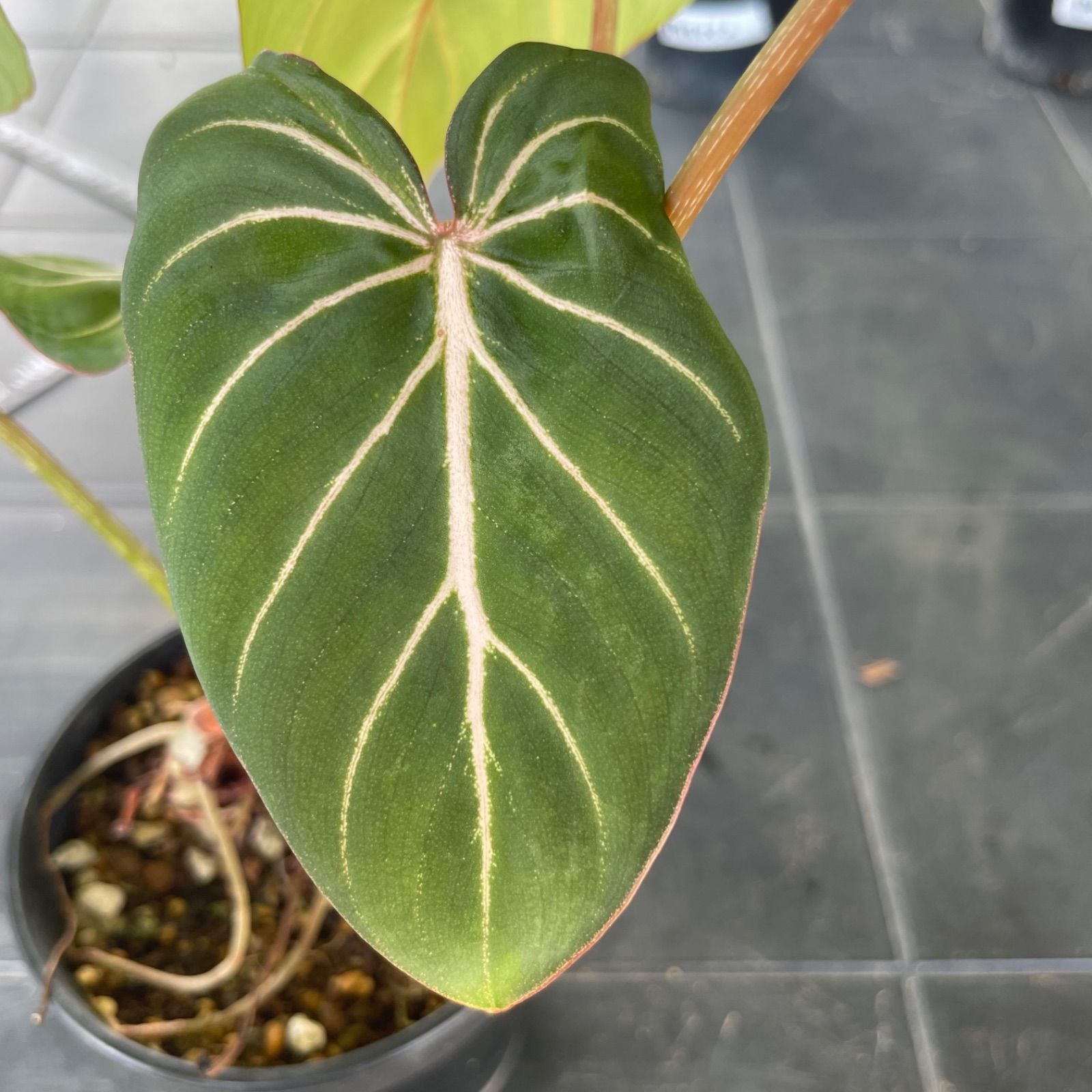 超希少❗️フィロデンドロン　グロリオーサム　ゼブラ✨ 希少】 フィロデンドロン グロリオーサム ゼブラ Philodendron