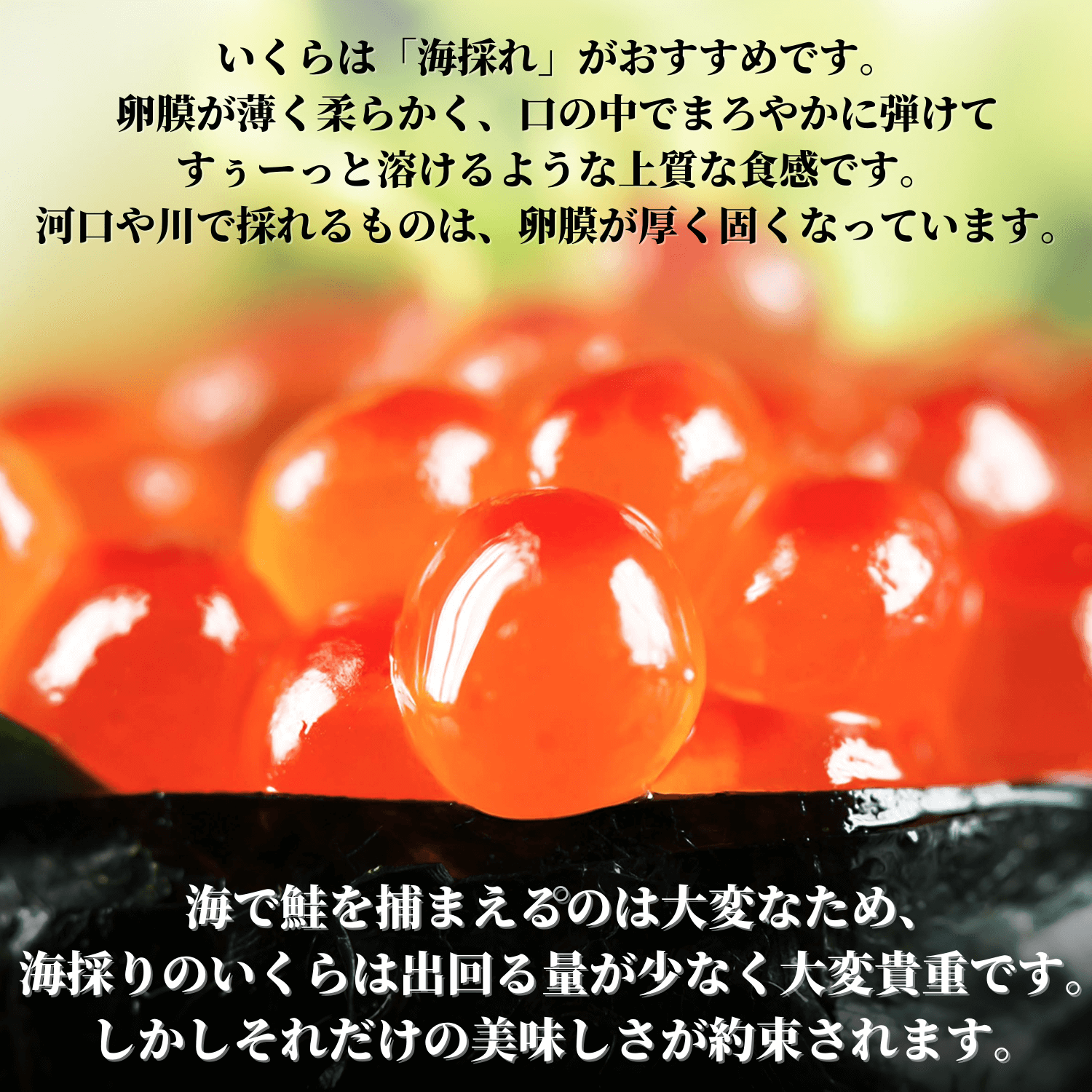 最高級秋鮭イクラ★北海道産 醤油漬け大粒いくら500g 天然 お歳暮、おせちに