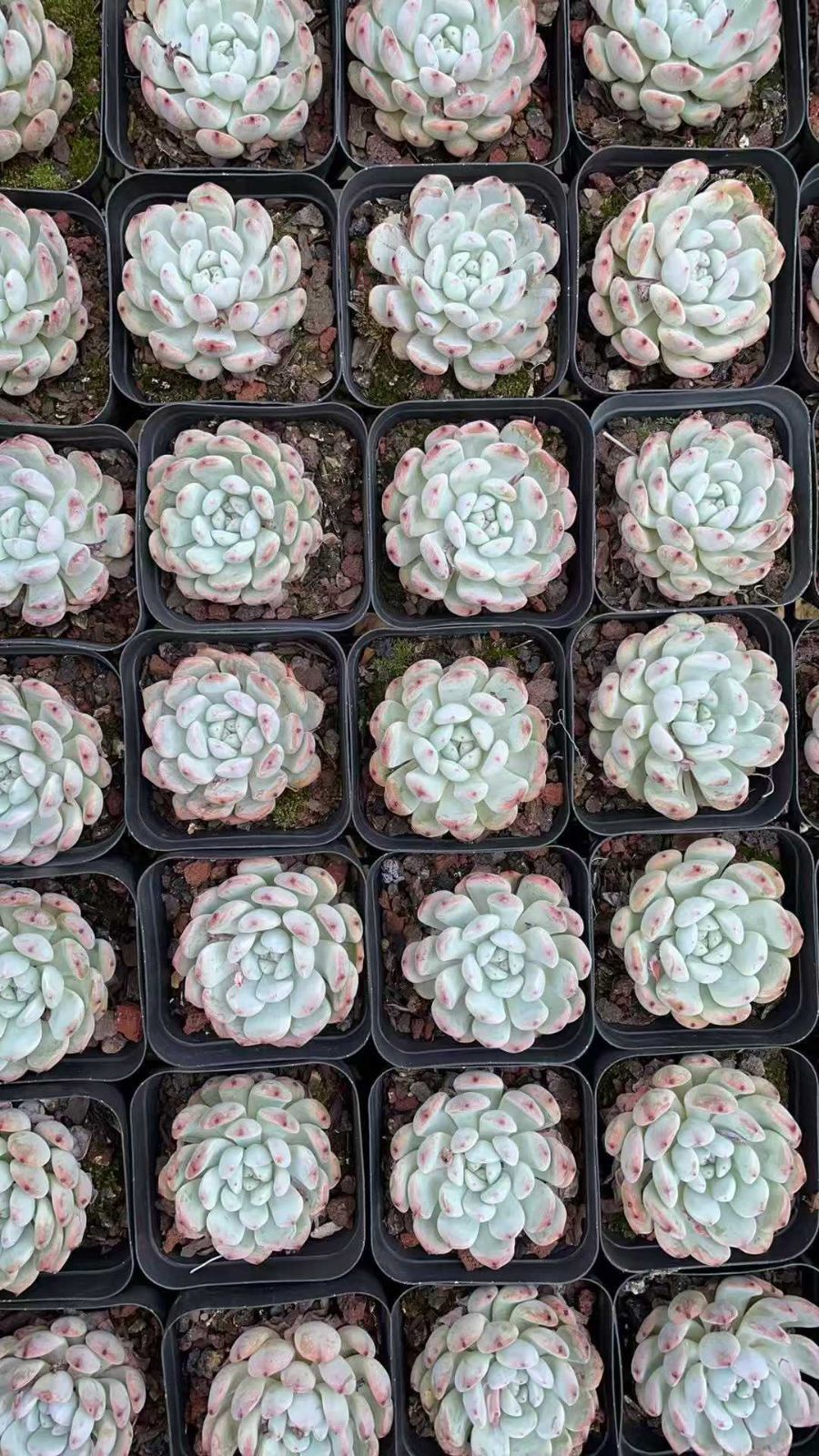 多*ん様 K1208 ルドリップ 70株 多肉植物 抜き苗 エケベリア 韓国苗 多