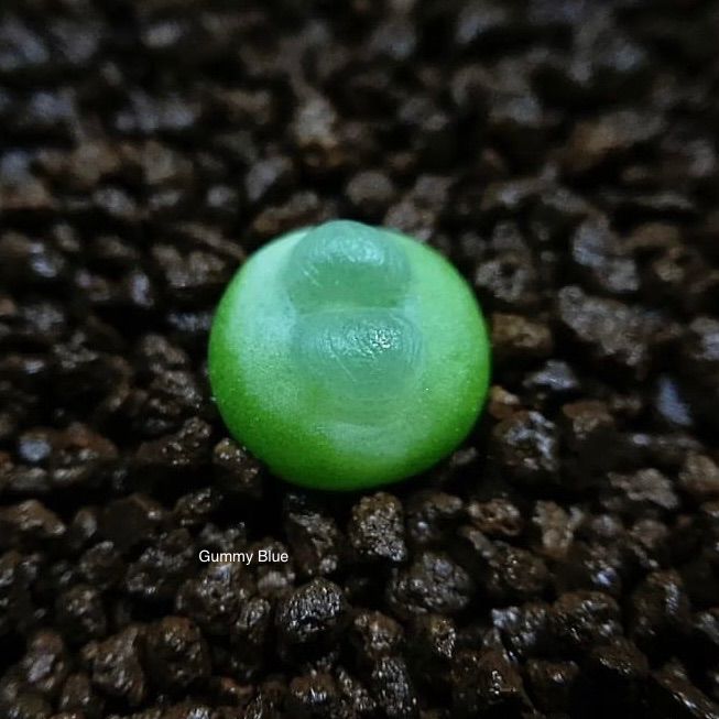 多肉植物　コノフィツム Rラツム　種子