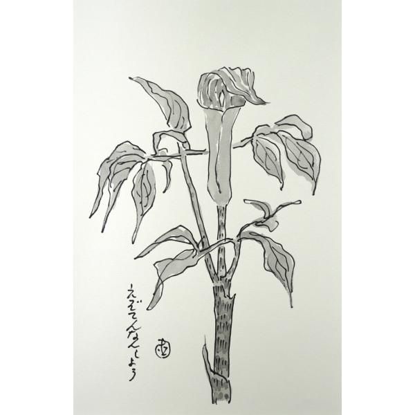 坂本 直行「えぞてんなんしょう」水彩画・4号・直筆サイン入 六花亭の