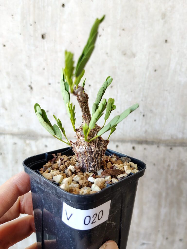 Senna Meridionalis　実生 センナ メリディオナリス 実生 | STELLA.PLANTS