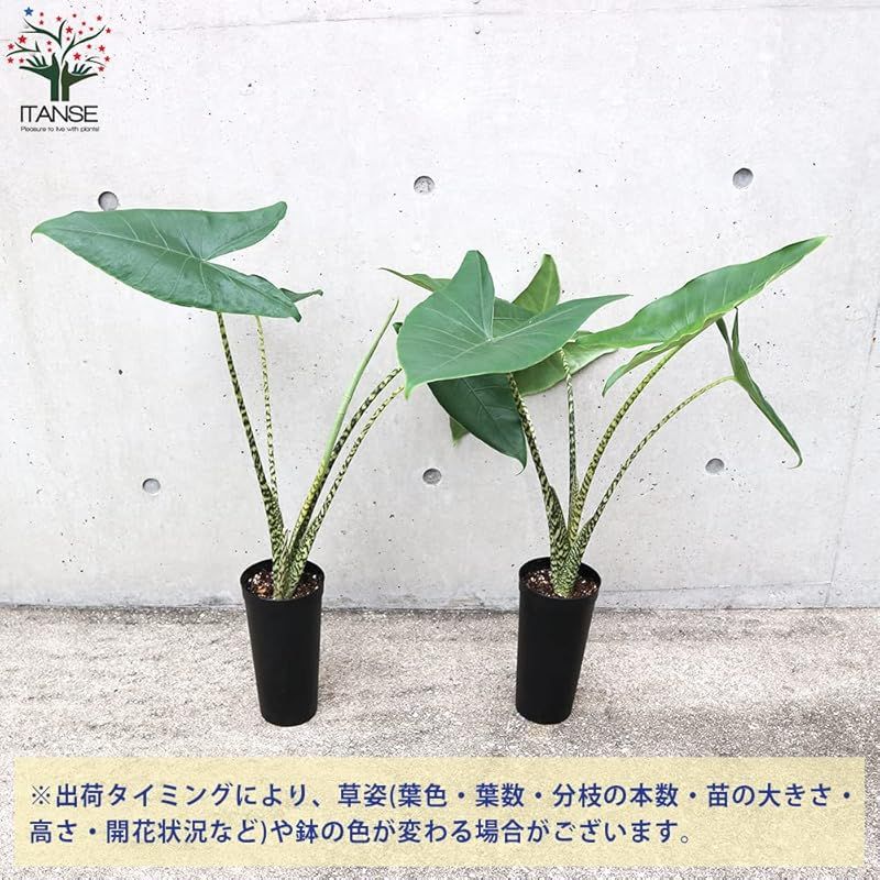 アマゾニカ アロカシア