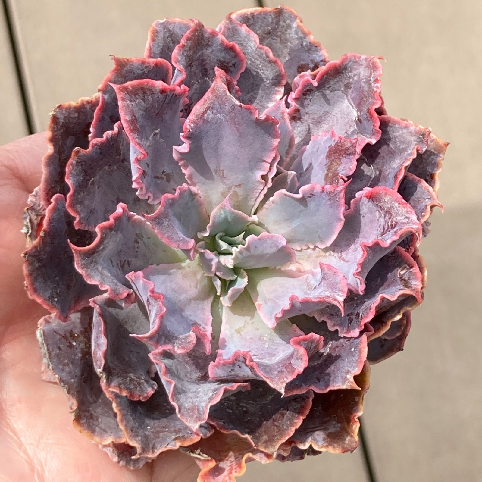 新入荷】エケべリア シャビアナトリュフ 多肉植物韓国苗【ポコ 新入荷】エケべリア シャビアナトリュフ 多肉植物韓国苗【ポコ