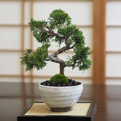 真柏 【公式通販】