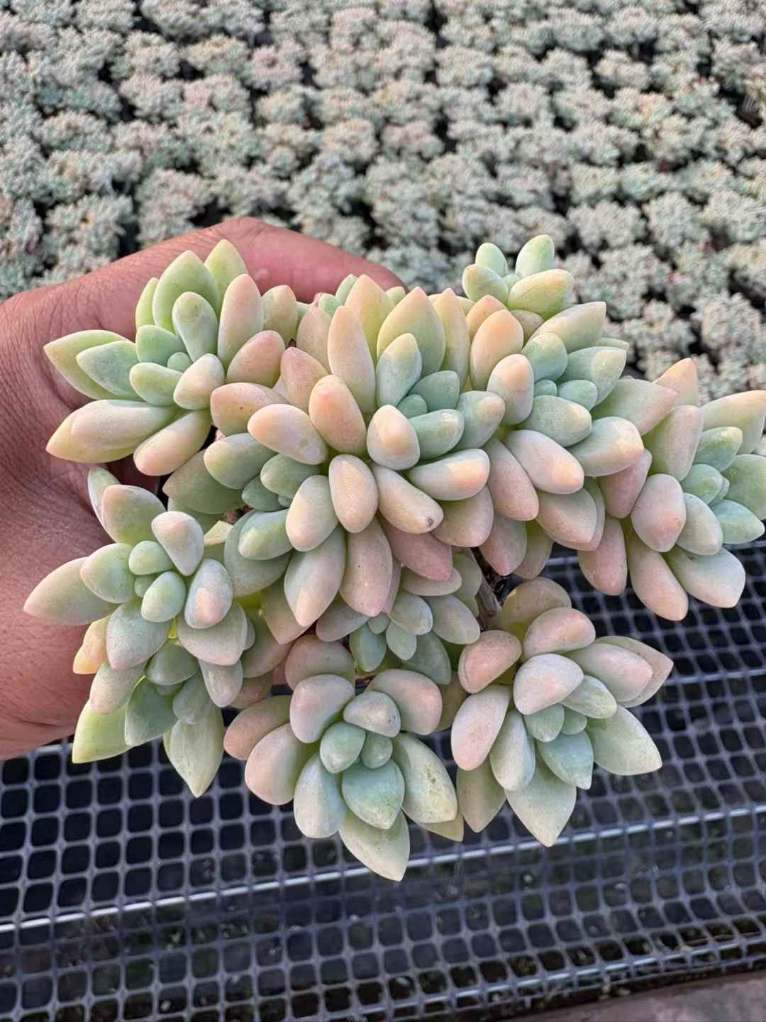 多肉植物 韓国苗 エケベリア チュプス ech1011.jpg