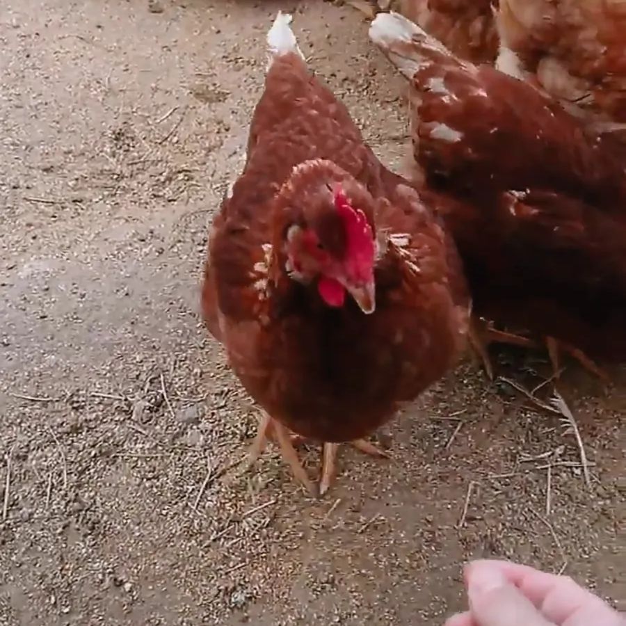 ボリスブラウンの有精卵20個(赤玉の王様) ☆鶏寿園の有精卵☆ メルカリ