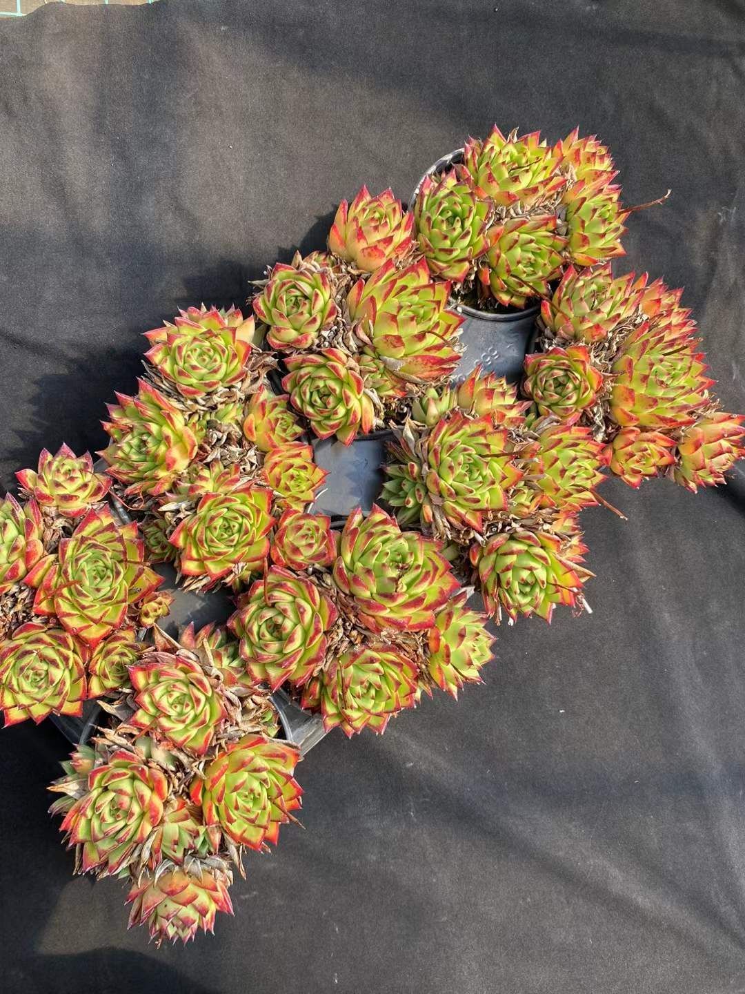 多肉植物 エケベリア アガボイデス リップスティック 抜き苗 15株