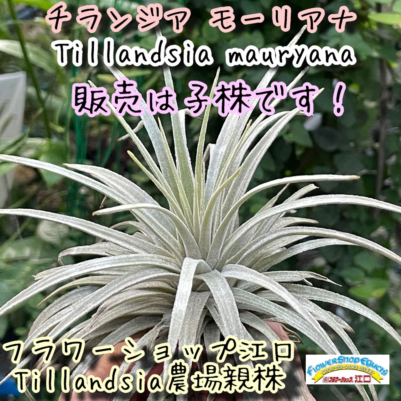 Tillandsia mauryana チランジア モーリアナ - 観葉植物