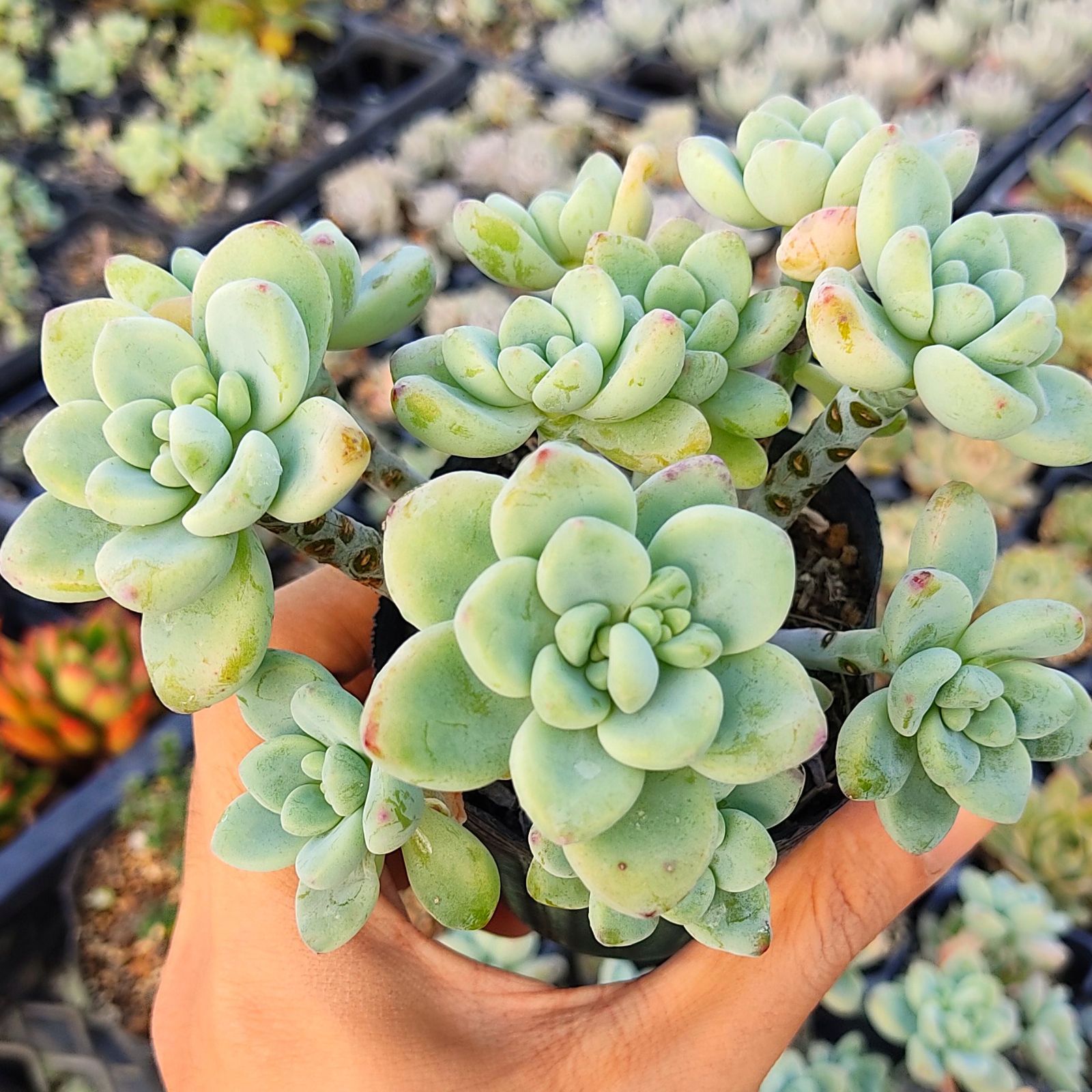 多肉植物 クラバツム(抜き苗) - その他多肉植物