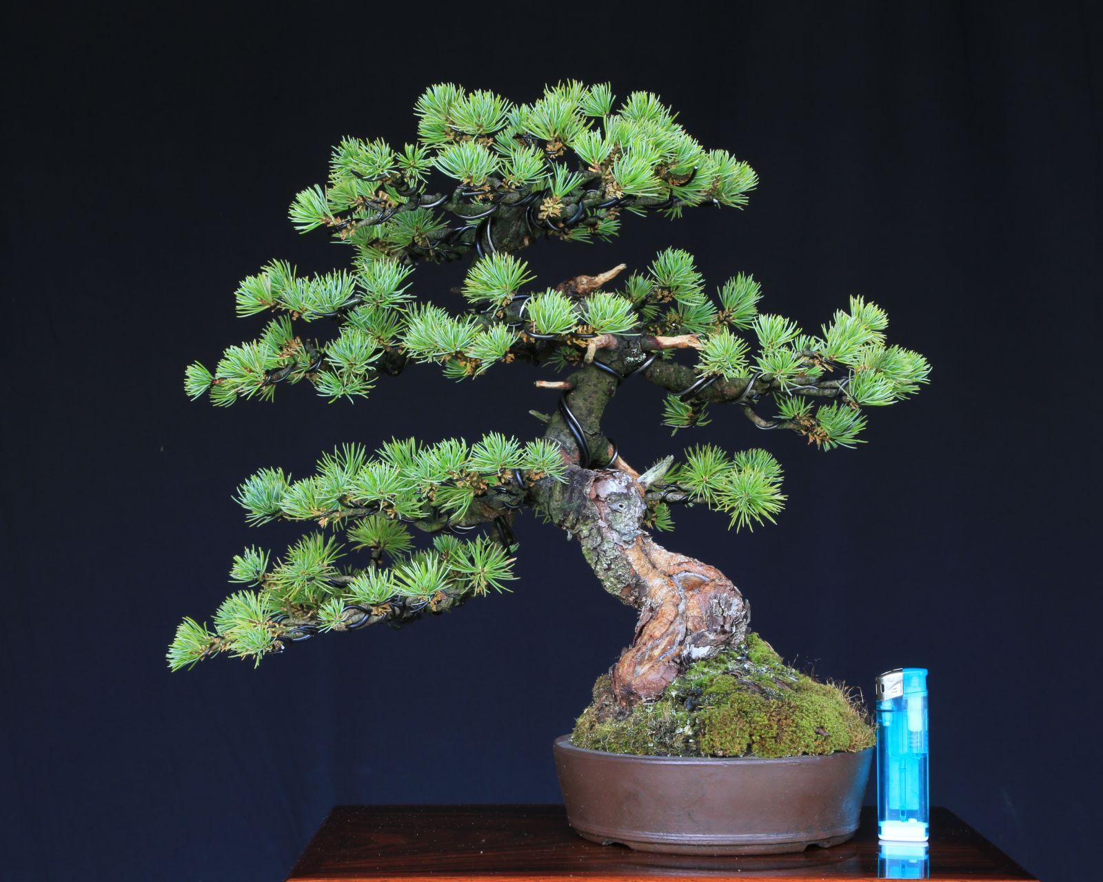 ダイテンショウ