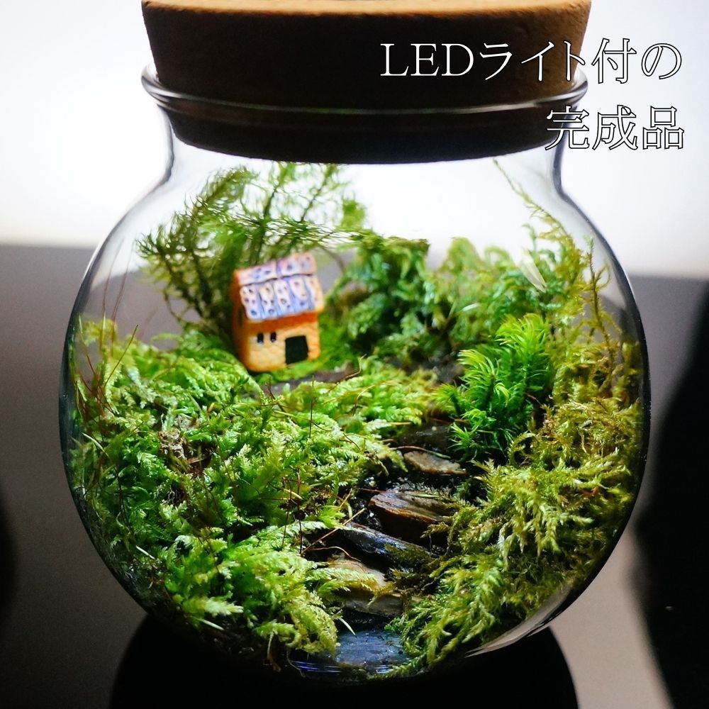 完成品】LEDライト付 ミニサイズ 10cm 苔テラリウム 階段の先の我が家 ボトルテラリウム - メルカリ