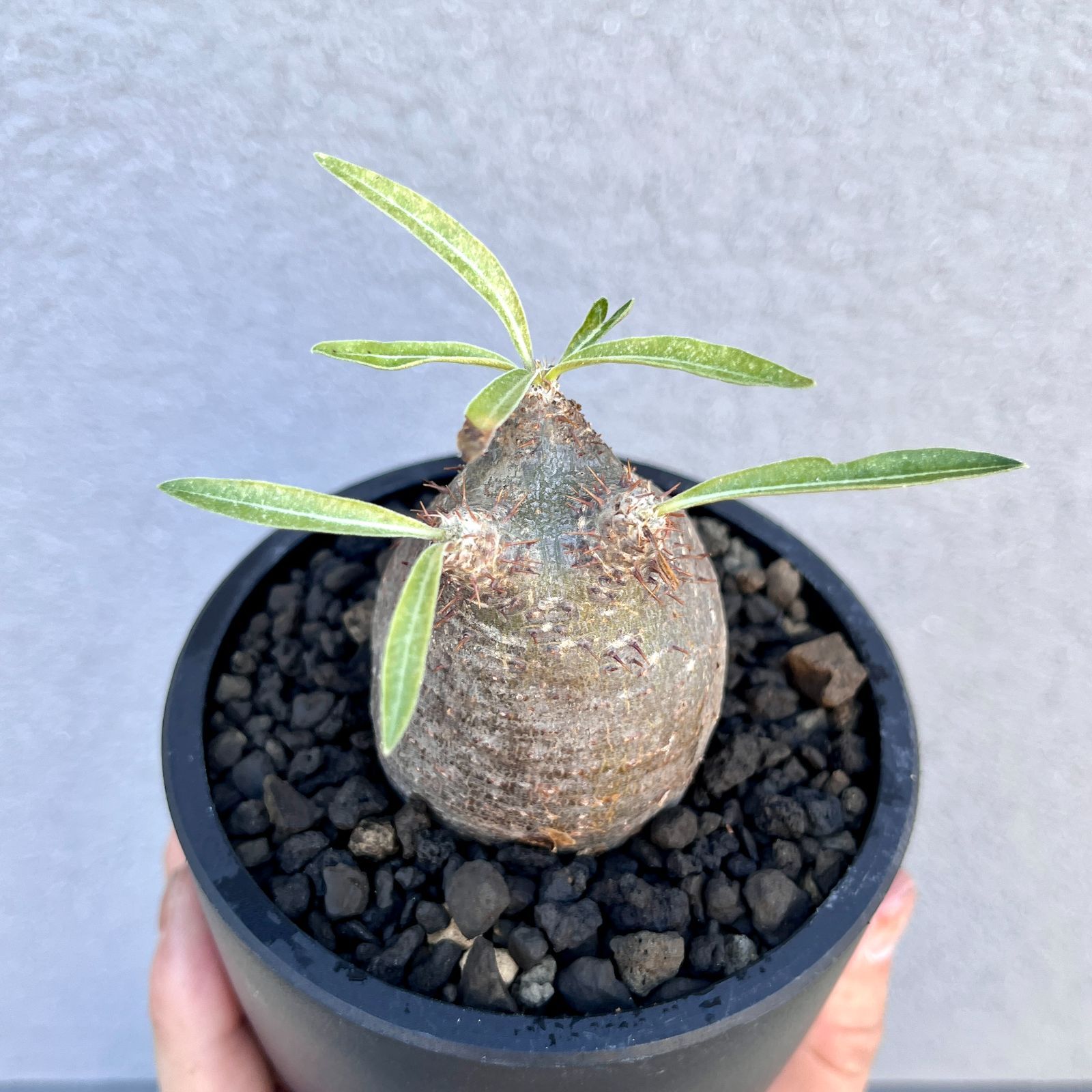 パキポディウム グラキリス Packypodium gracilius 現地株 現品限り】パキポディウム・グラキリス 現地株【A120