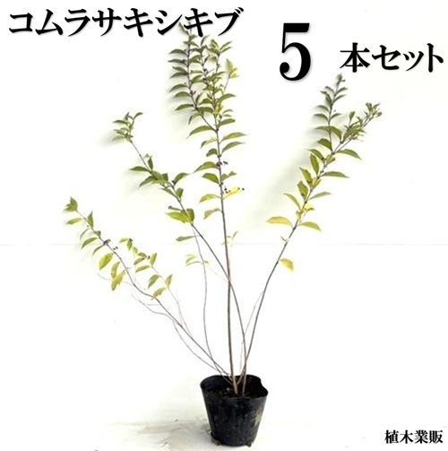 【5本セット】ムラサキシキブ（コムラサキシキブ）樹高0.4m前後15cmポット