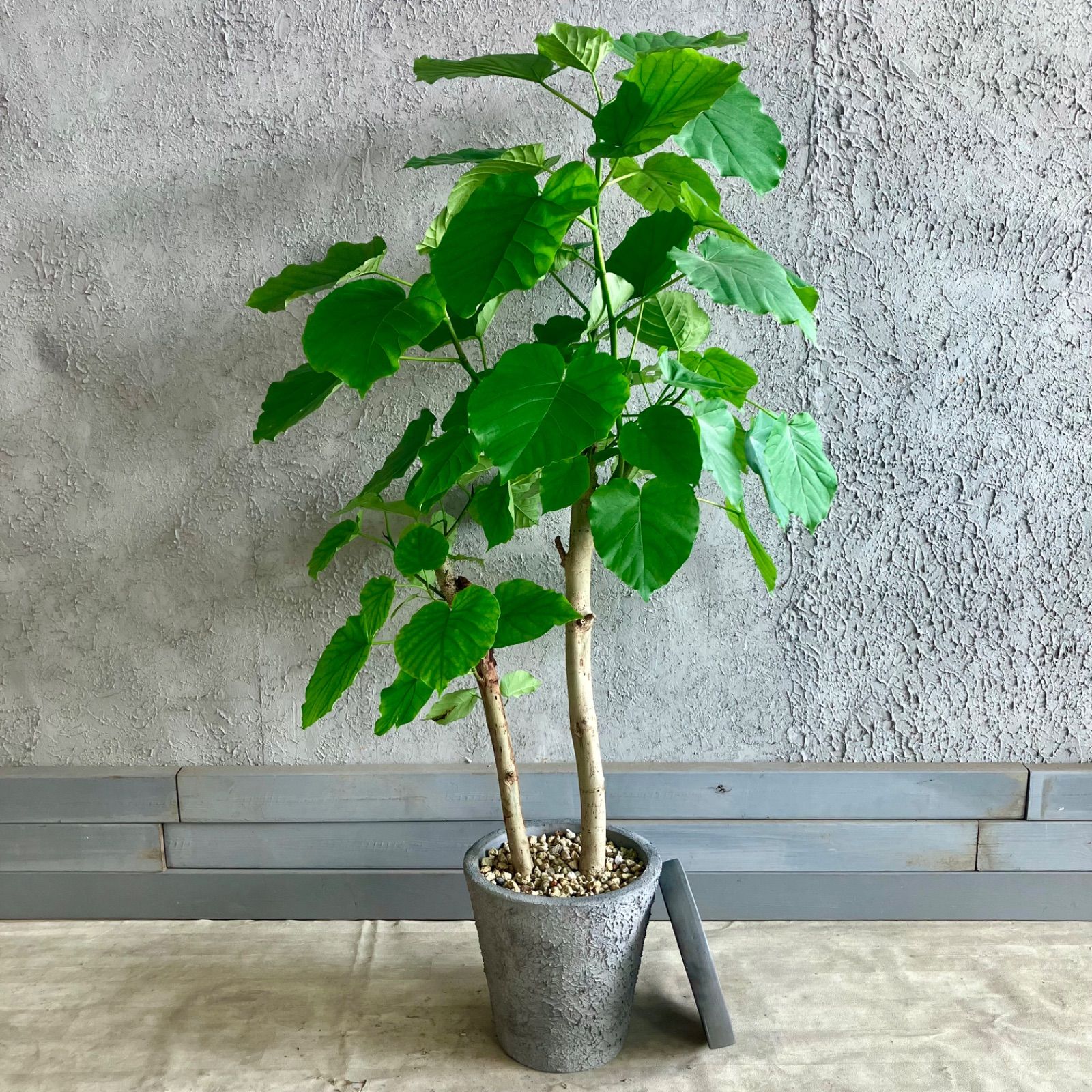 sk♡　大型　フィカス ウンベラータ　陶器鉢　植え込み発送 大型 フィカス ウンベラータ 陶器鉢 3本立 植え込み発送 観葉植物