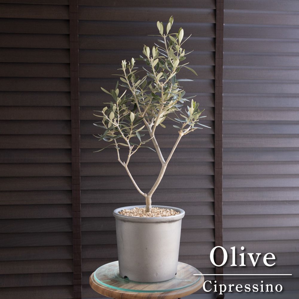 新発売 35株セット ローリー 抜き苗 多肉植物 佐川急便発送 エケベリア