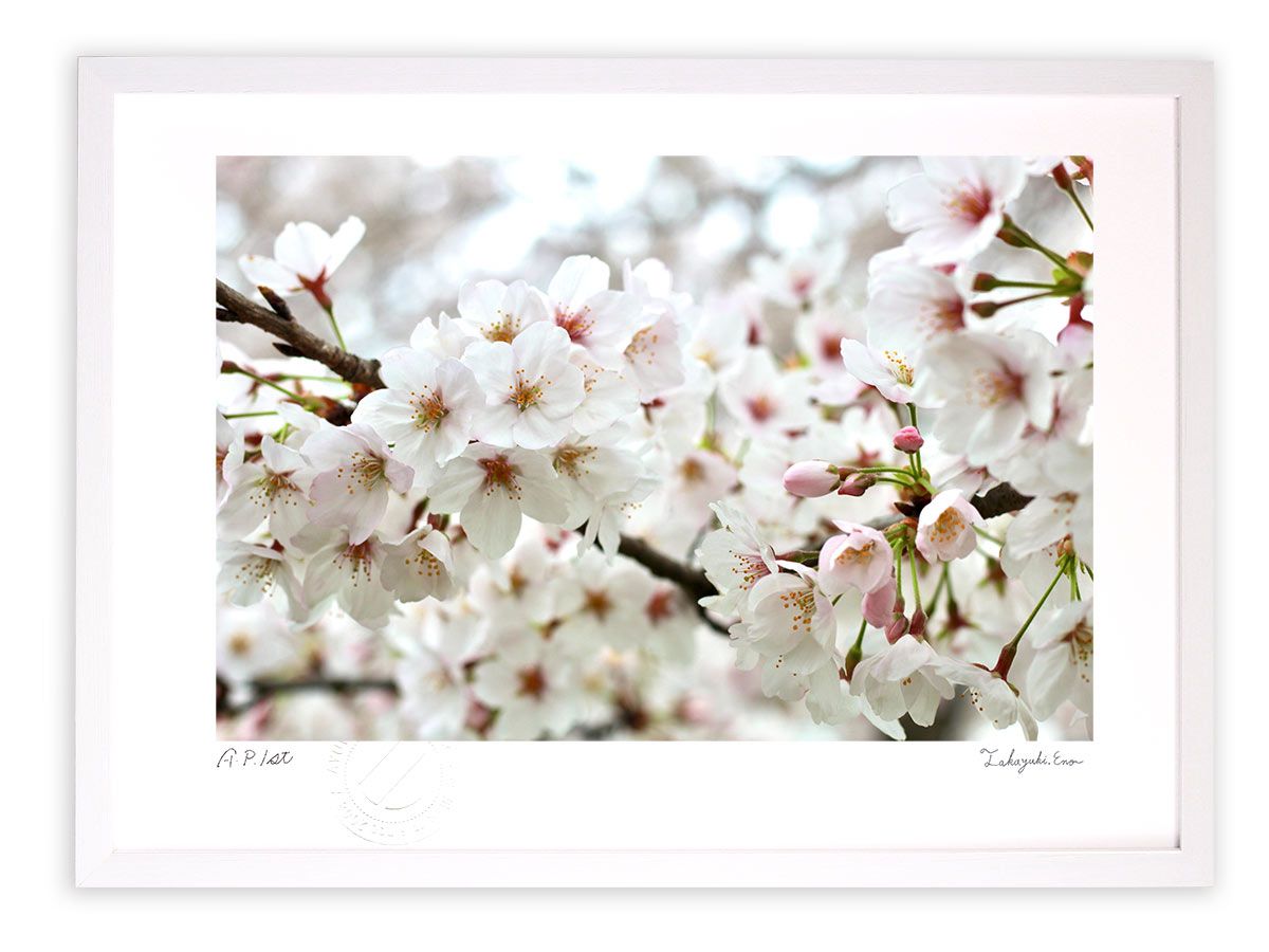 版画 絵画 さくら2021(横)/アートフォト インテリア 額入り 額装込 風景画 油絵 ポスター アート アートパネル リビング 玄関 プレゼント モダン アートフレーム 飾る Mサイズ おしゃれ 壁掛け 
