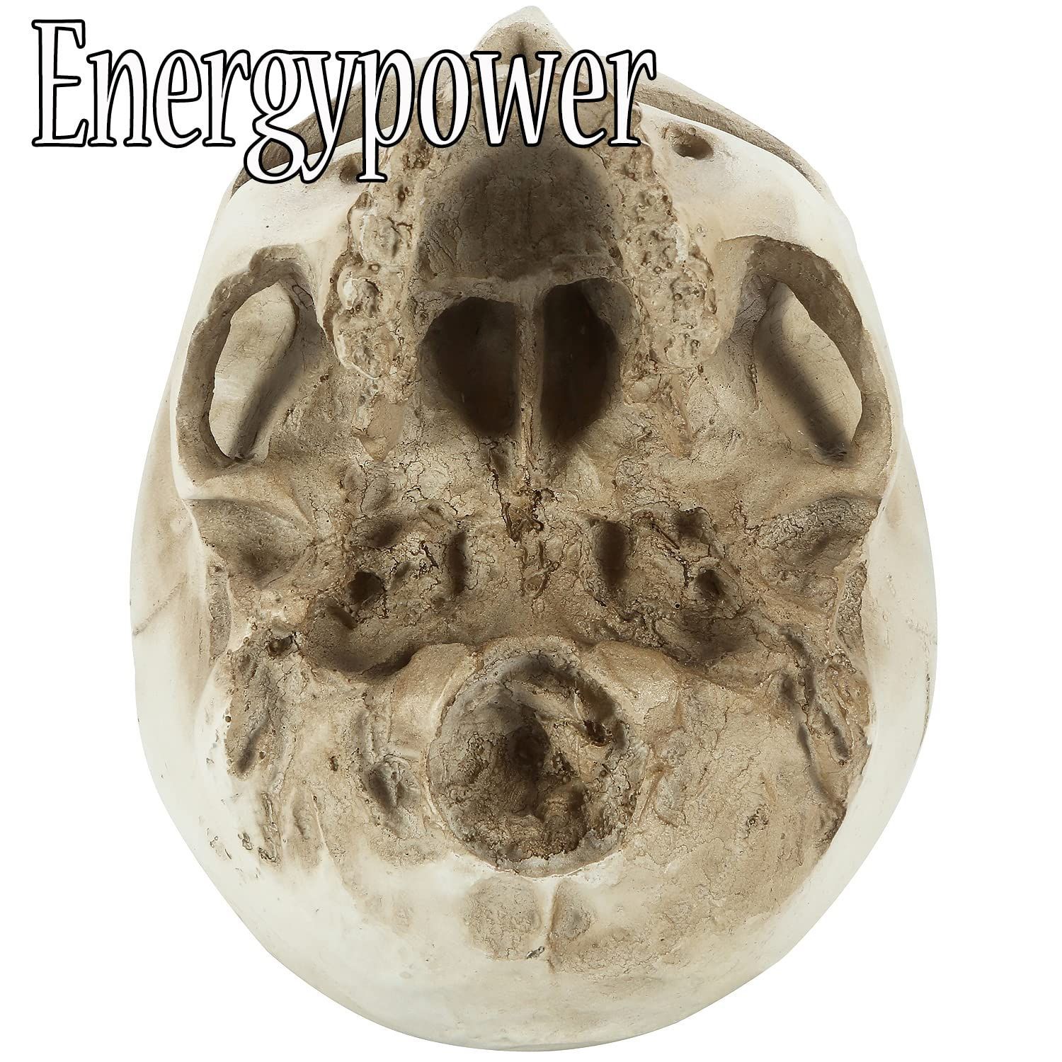 EnergyPower 実物大 頭蓋骨 レプリカ あごが動く可動式 骸骨 人体模