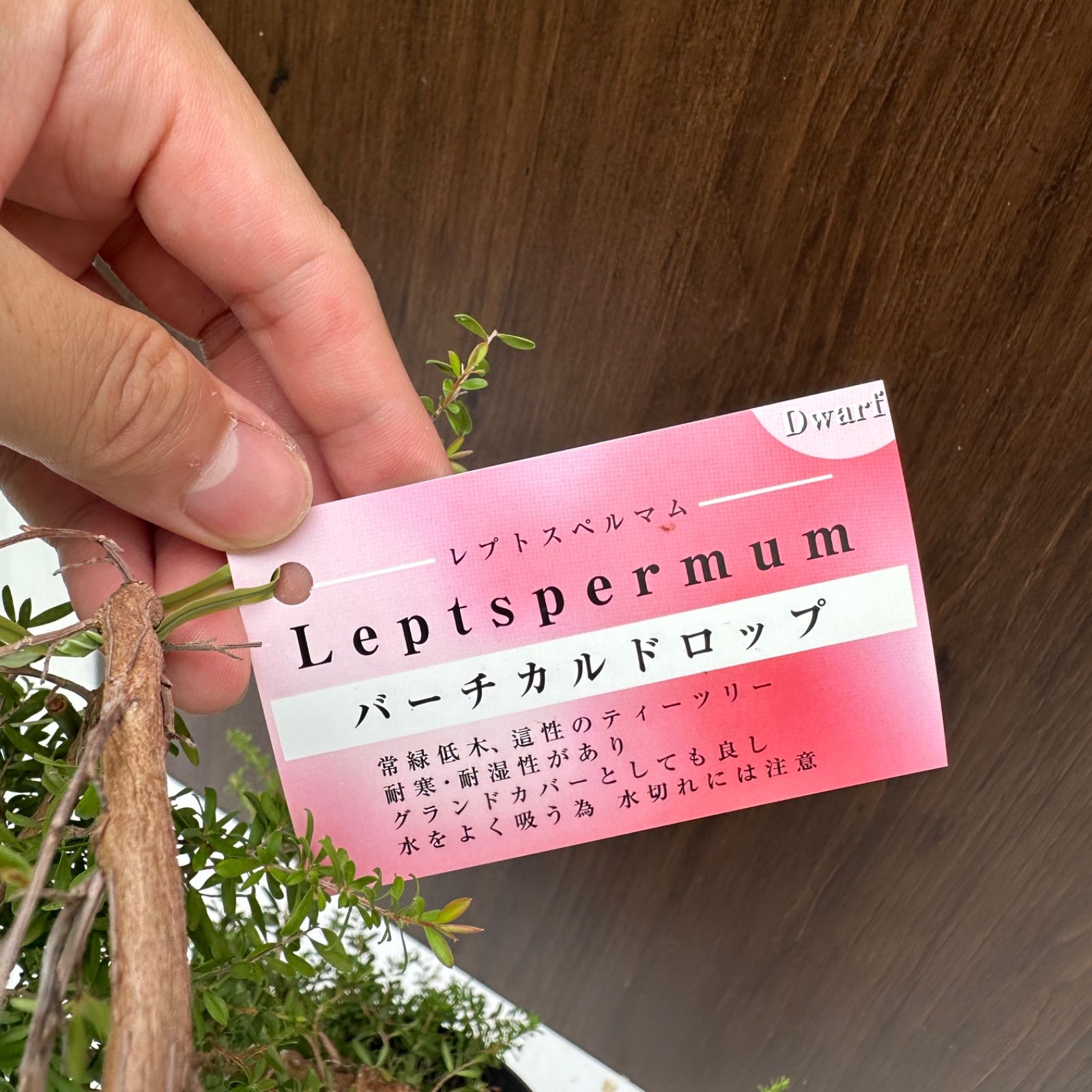 現品】④ レプトスペルマム バーチカルドロップ 6号 ティーツリー