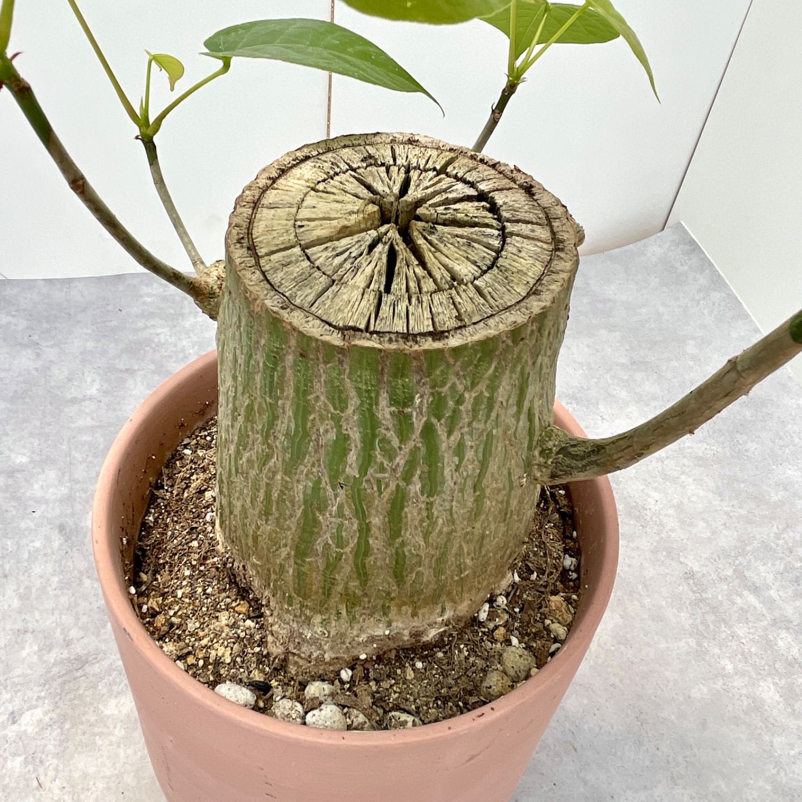 ボンバックス 切り株タイプ 2【現品】観葉植物-