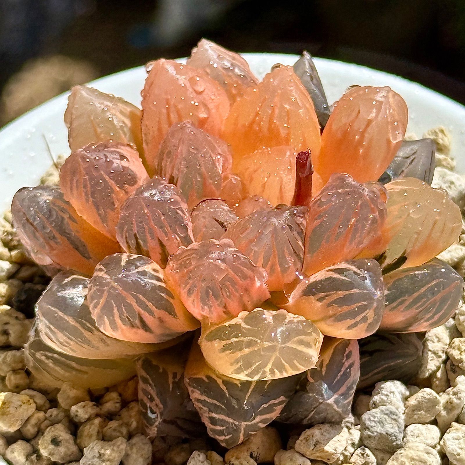 オレのレオ】ハオルチア オレンジ色のハオルチア | みどりあお 多肉