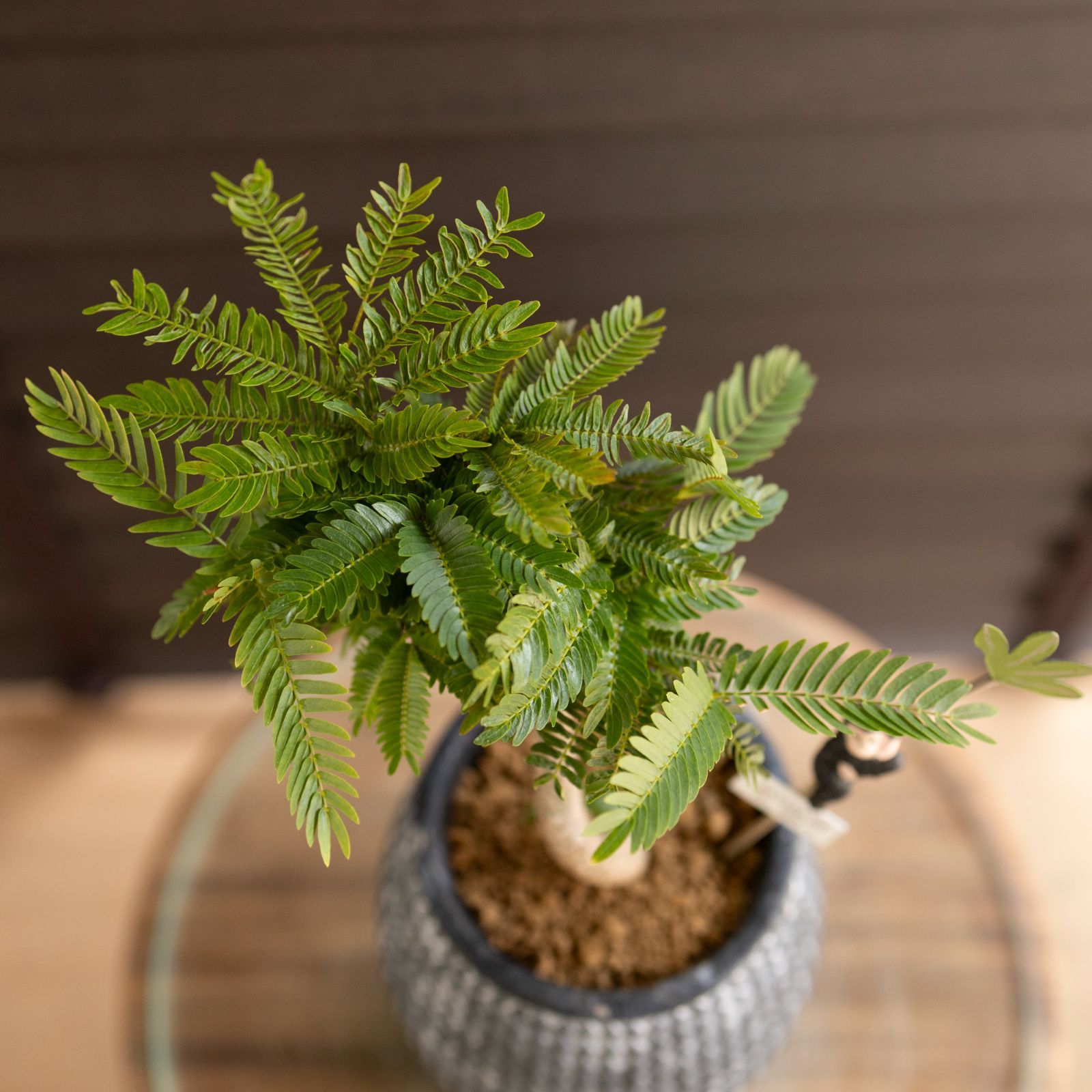 盆栽 エバーフレッシュ 曲がり仕立て 3号陶器鉢 Ever fresh