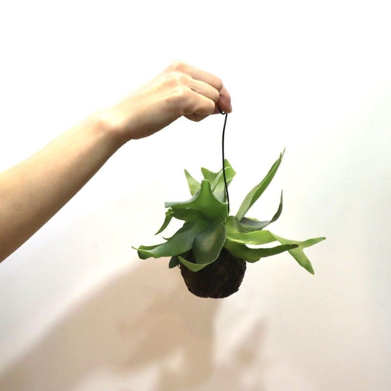 259 ビカクシダ ネザーランド 苔玉 ハンギング 観葉植物 コウモリラン
