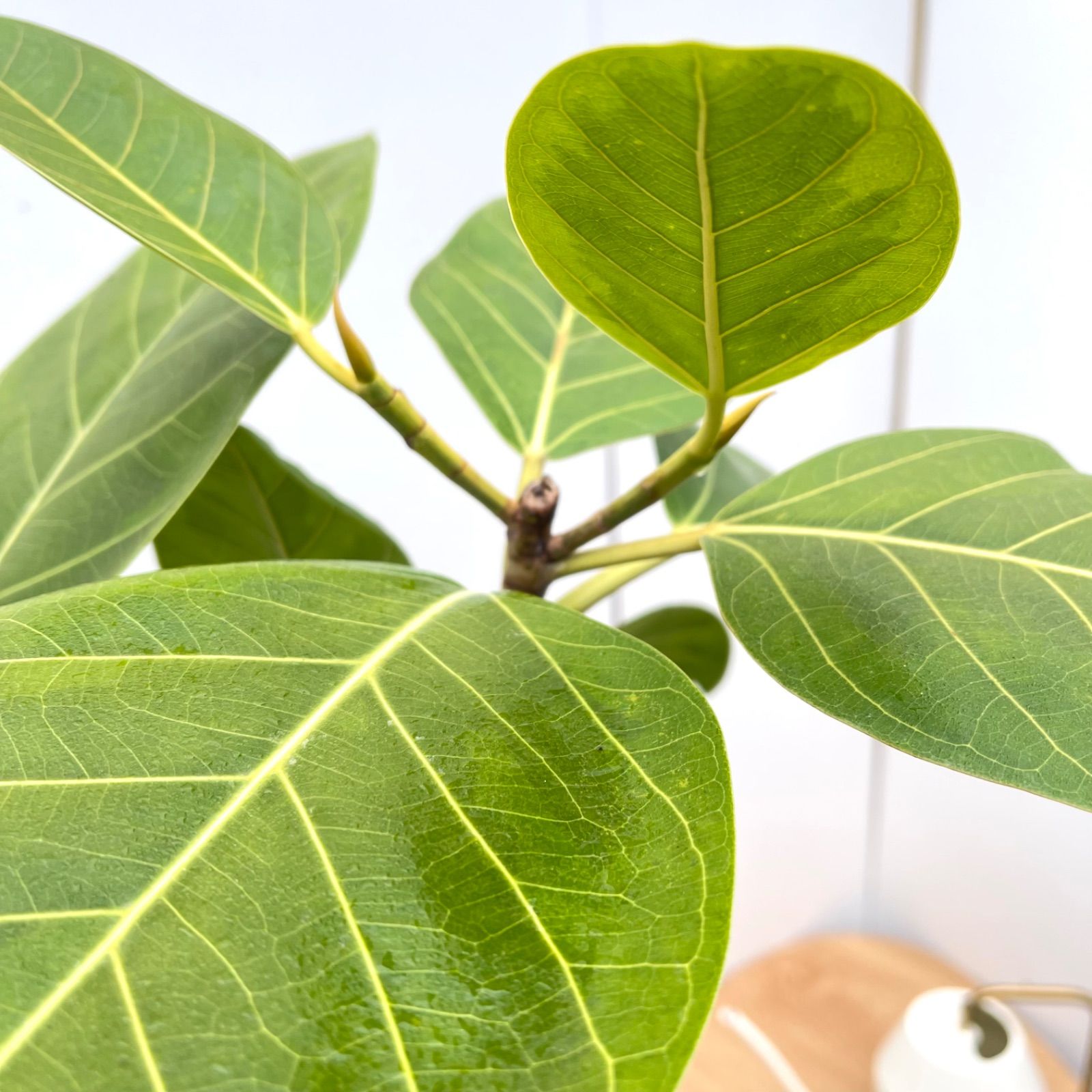 フィカス　アルテシマ　曲がり　1 フィカス アルテシマ 曲がり 1【現品】観葉植物 室内 大型