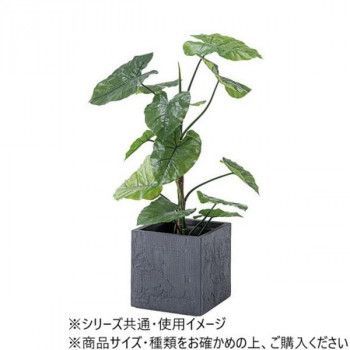 東谷