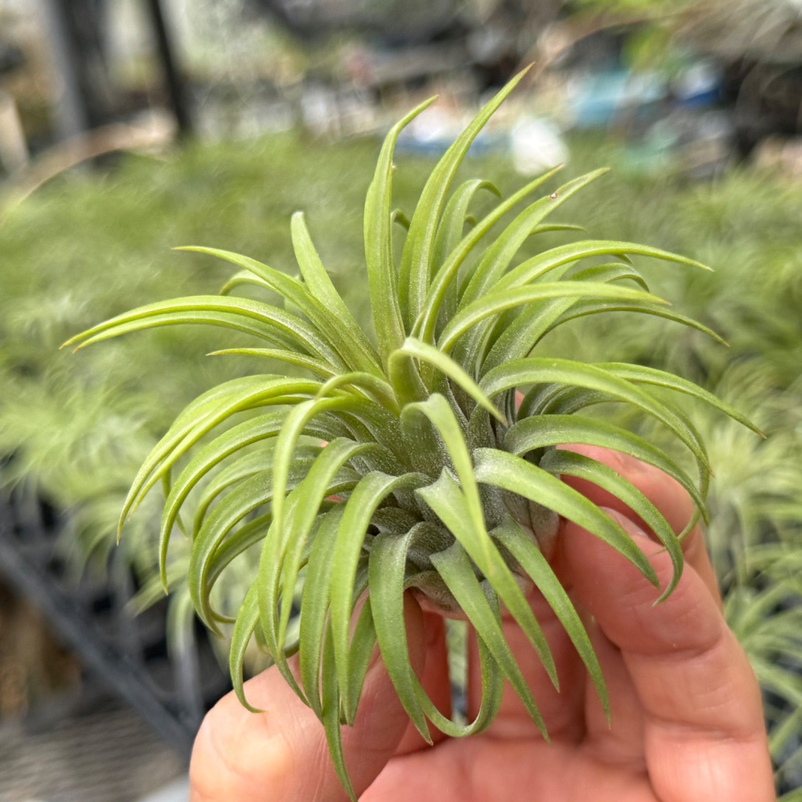 Tillandsia Curly Fatso チランジア カーリーファッツォ T. 'Curly