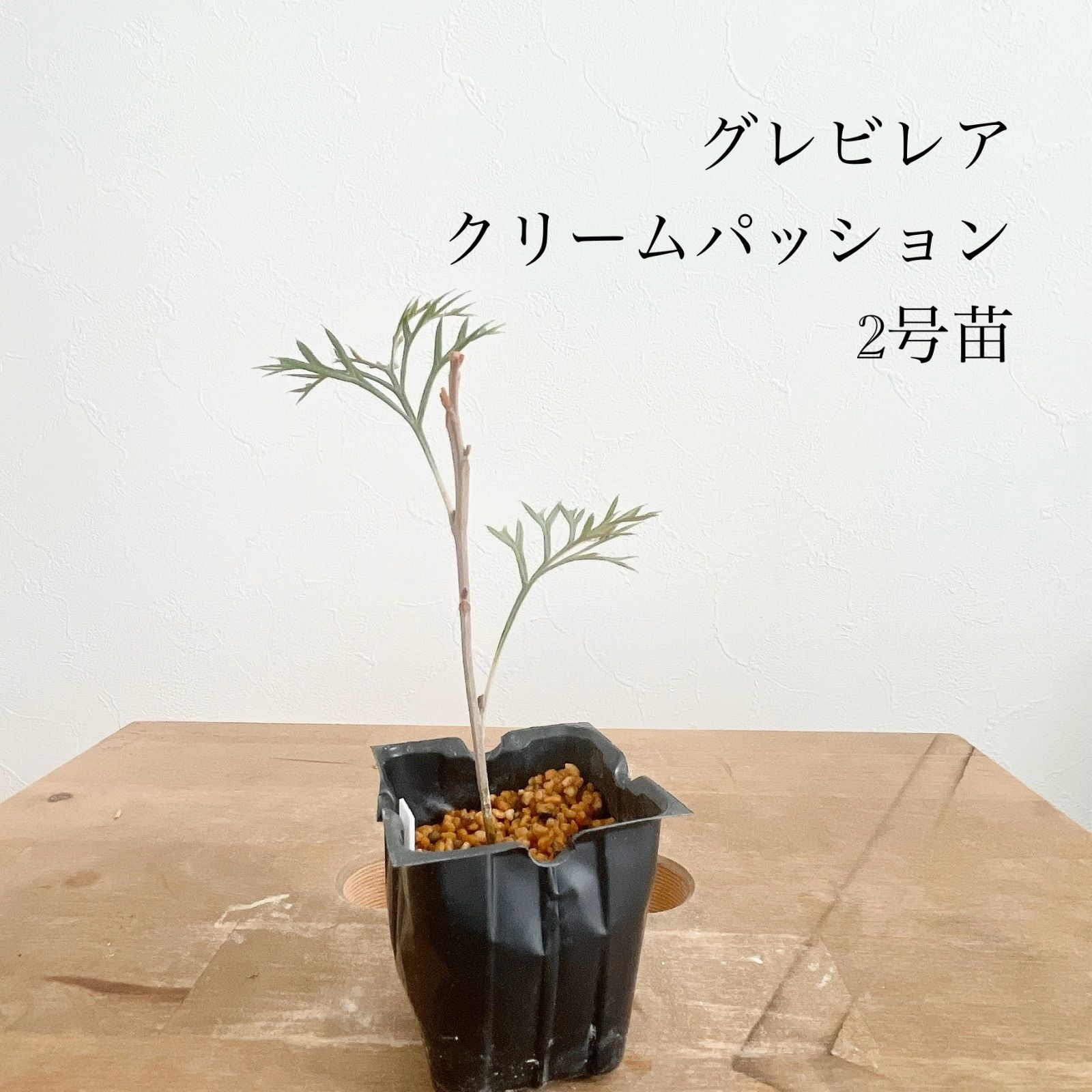 グレビレア クリームパッション 2号苗 オージープランツ - メルカリ
