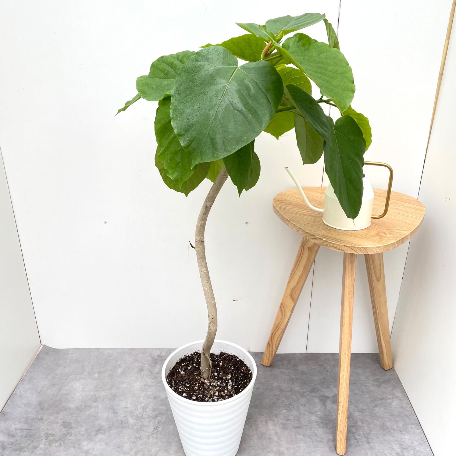 観葉植物 フィカス ウンベラータ 曲がり 8【現品】観葉植物 室内 大型
