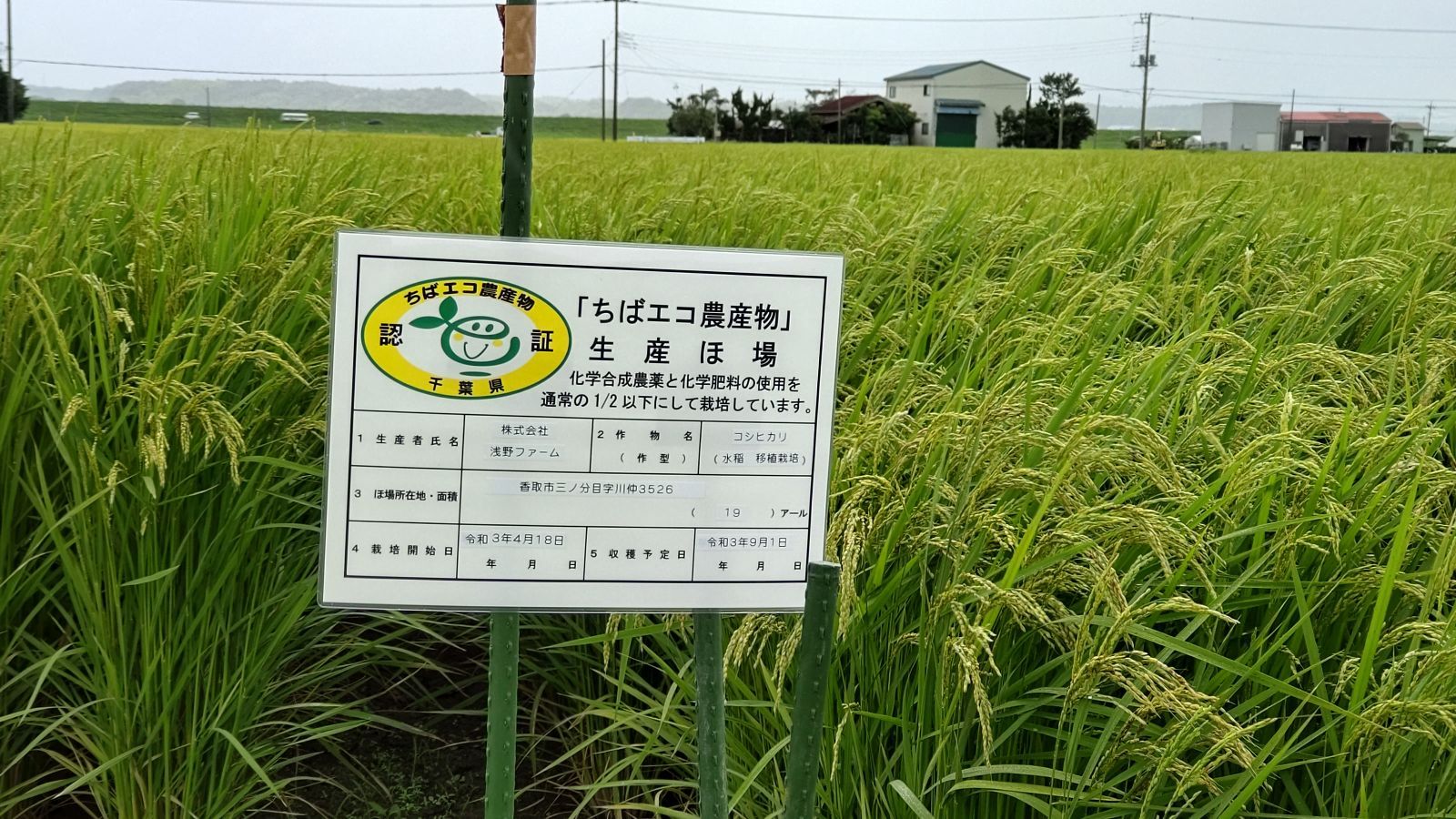 令和5年 千葉県産 新米 コシヒカリ特別栽培米（ちばエコ米) 精米10kg-5