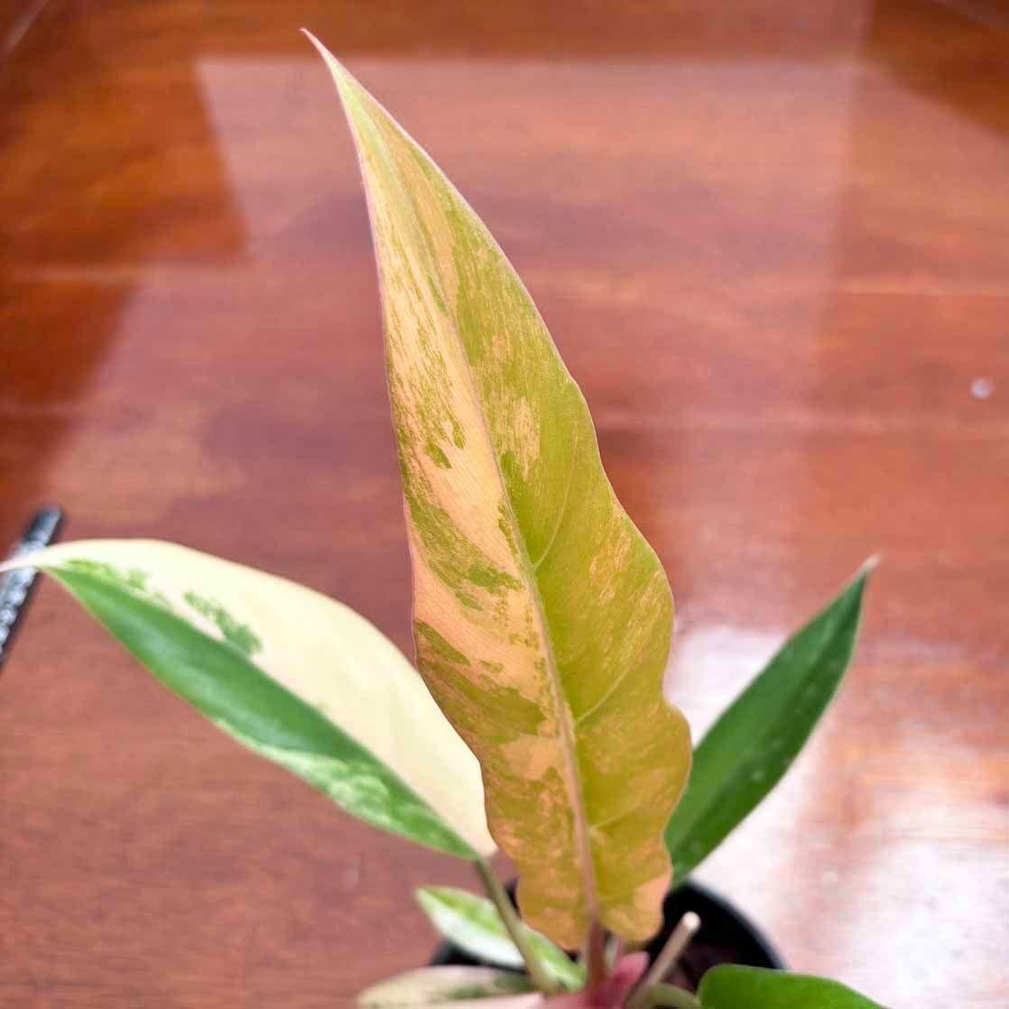 極斑】フィロデンドロンキャラメルマーブル philodendron caramel