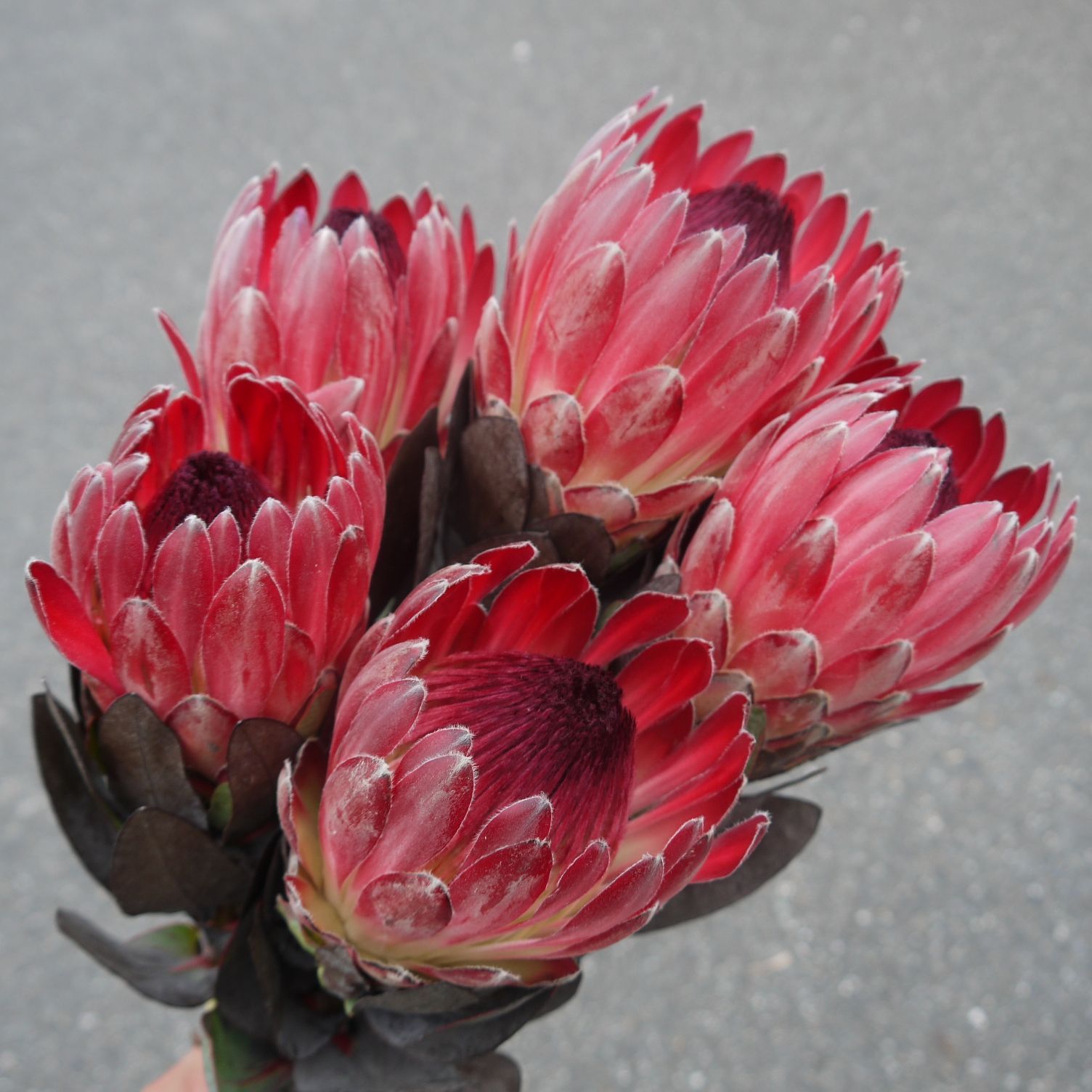 宅急便 プロテアスワッグ #21 フラワー・リース 