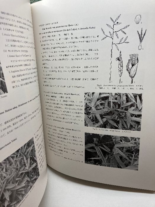 原色 日本園芸竹笹総図説 岡村はた他 はあと出版 - メルカリ