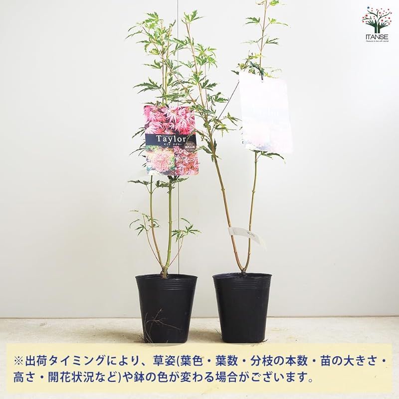 ♥ ＩＴＡＮＳＥ モミジ テイラー 3.5号 1個売り 品種で選べる花木苗 学名 Acer palmatum Taylor|ムクロジ科 旧カエデ科 カエデ属 耐寒性落葉高木|別名 もみじ 紅葉 0 STEELWINDOWSANDDOORS_COM