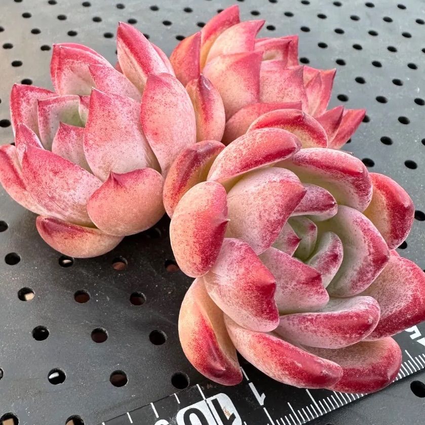 ソングフォーユー song for you エケベリア 多肉植物 韓国苗 2025新