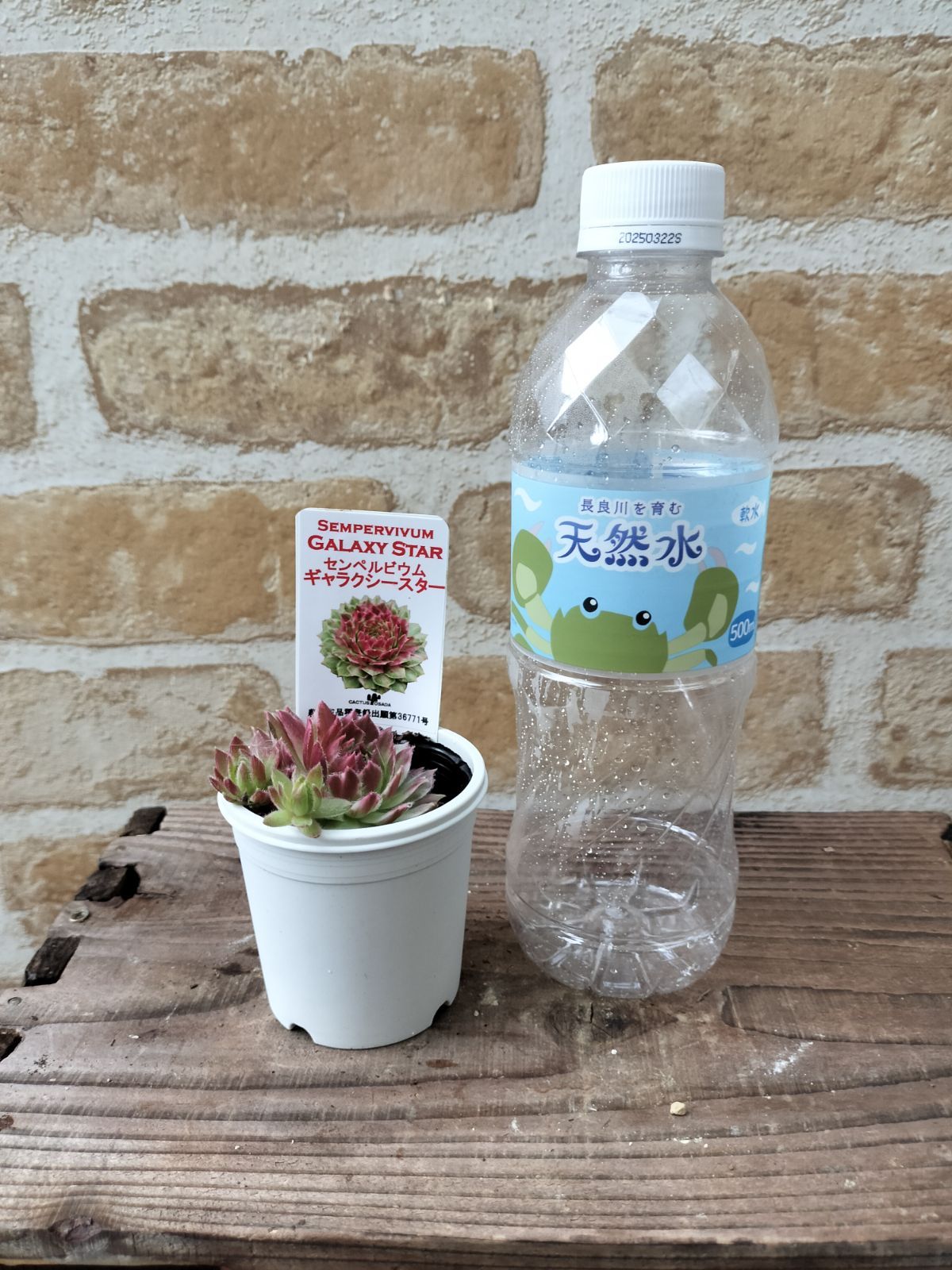 センペル3点セット 全て子株付✡️Sempervivum ギャラクシースター他